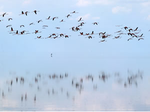 Doğa harikası Tuz Gölü’nde yavru flamingo şöleni
