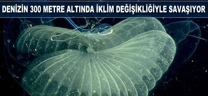 Denizin 300 metre altında iklim değişikliğiyle savaşıyor