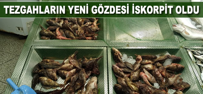 Tezgahların yeni gözdesi iskorpit oldu