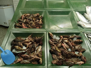 Tezgahların yeni gözdesi iskorpit oldu