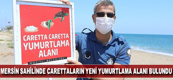 Mersin sahilinde carettaların yeni yumurtlama alanları bulundu