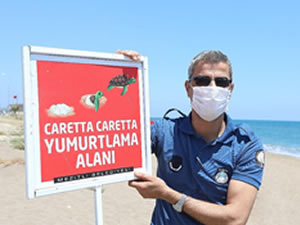 Mersin sahilinde carettaların yeni yumurtlama alanları bulundu