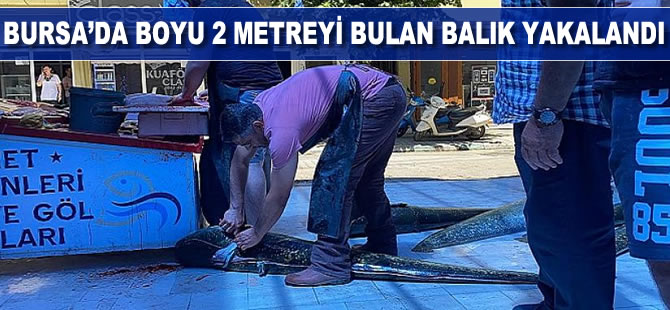 Bursa'da boyu 2 metreyi bulan balık yakalandı
