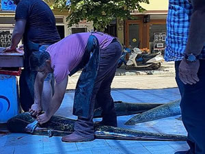 Bursa'da boyu 2 metreyi bulan balık yakalandı