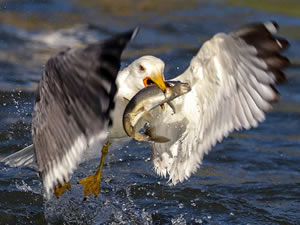 'Van Gölü'nün incisi'ni kaçak avlayanlara 200 bin lira ceza