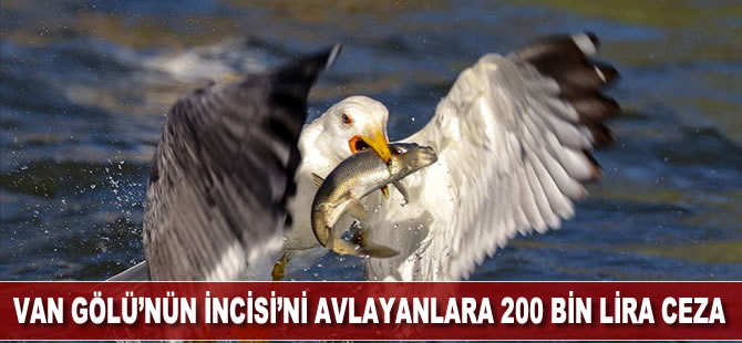 'Van Gölü'nün incisi'ni kaçak avlayanlara 200 bin lira ceza