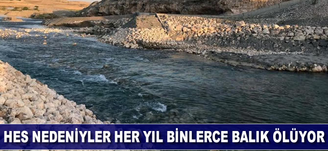 HES nedeniyle her yıl binlerce balık ölüyor