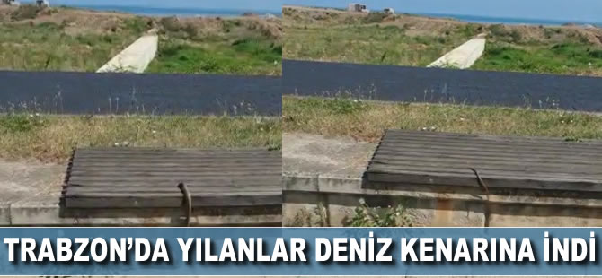 Trabzon'da yılanlar deniz kenarına kadar indi