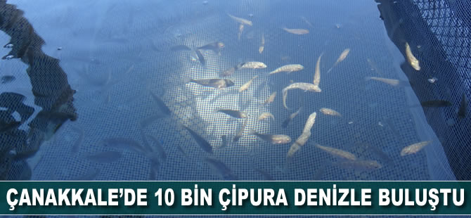 Çanakkale’de 10 bin yavru çipura denizle buluştu