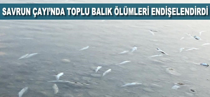 Savrun Çayı'nda toplu balık ölümleri endişelendirdi