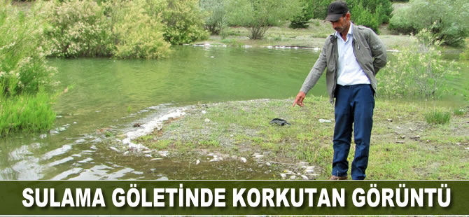 Sulama göletinde korkutan görüntü