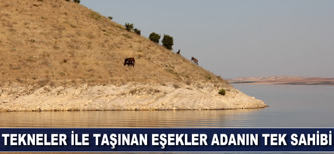 Tekneler ile taşınan eşekler adanın tek sahibi
