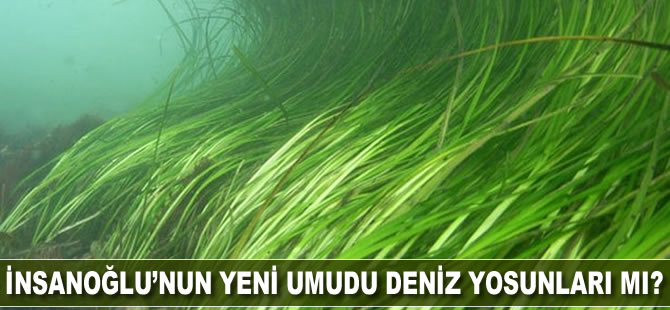 İnsanoğlunun yeni umudu, deniz yosunları mı ?