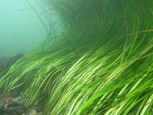 İnsanoğlunun yeni umudu, deniz yosunları mı ?