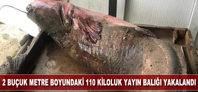 2 buçuk metre boyundaki 110 kiloluk balık görenleri hayrete düşürdü