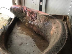 2 buçuk metre boyundaki 110 kiloluk balık görenleri hayrete düşürdü