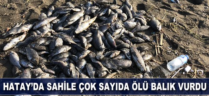 Hatay’da sahile çok sayıda ölü balık vurdu