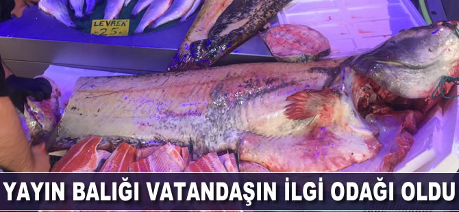 Yayın balığı vatandaşın ilgi odağı oldu
