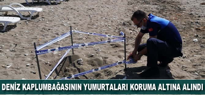 Deniz kaplumbağasının yumurtaları koruma altına alındı