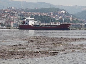 Kocaeli'de selin sürüklediği atıklar, İzmit Körfezi'nde rekoru getirdi