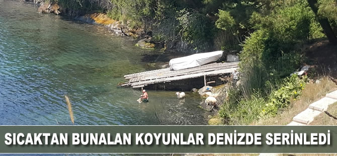 Aşırı sıcaklarda bunalan koyunlar denizde serinledi