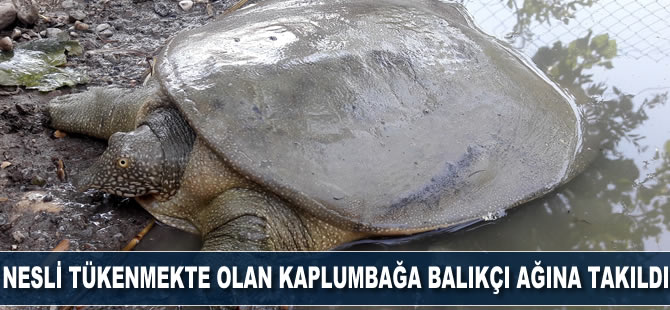 Nesli tükenme tehlikesindeki kaplumbağa balıkçı ağına takıldı