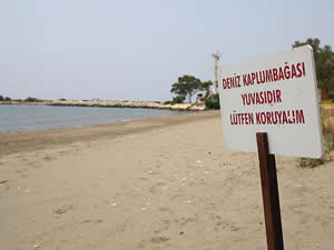 Deniz kaplumbağalarının rahatsız edilmemesi ve evde beslenmemesi uyarısı