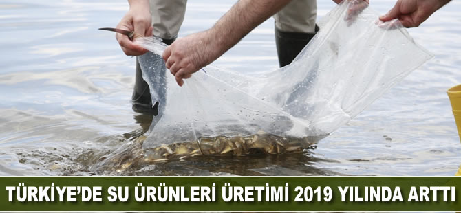 Türkiye’de su ürünleri üretimi 2019 yılında yüzde 33,1 arttı