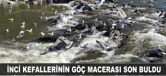 İnci kefallerinin göç macerası son buldu