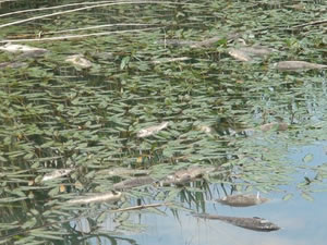 Deniz Gölü'ndeki balık ölümlerine inceleme