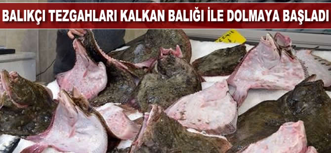 Balıkçı tezgahları kalkan balığı ile dolmaya başladı