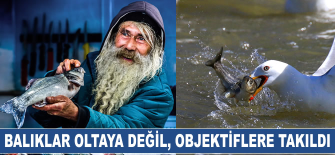 Balıklar oltaya değil, objektiflere takıldı
