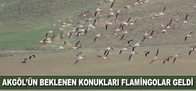 Akgöl’ün beklenen konukları ‘flamingolar’ geldi