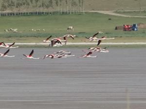 Akgöl’ün beklenen konukları ‘flamingolar’ geldi