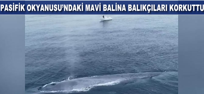 Pasifik Okyanusu'nda görülen mavi balina balıkçıları korkuttu