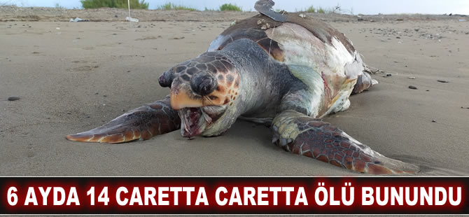 6 ayda 14 caretta caretta ölü bulundu