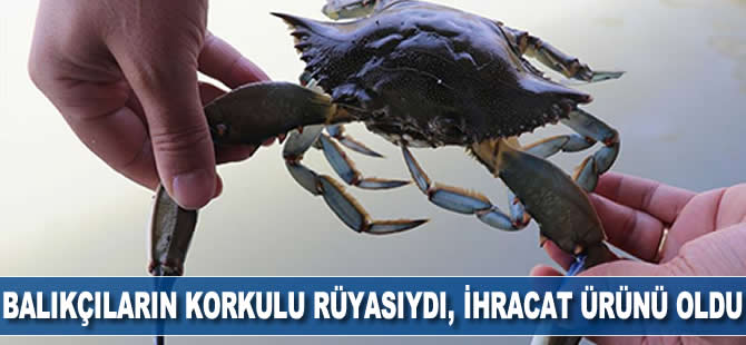 Balıkçıların korkulu rüyasıydı, ihracat ürünü oldu