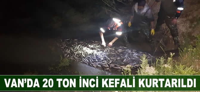 Van'da 20 ton inci kefali kurtarıldı