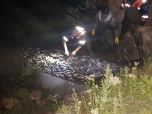 Van'da 20 ton inci kefali kurtarıldı