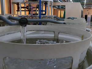 Şanlıurfa'da yetiştirilen 10 milyon balık yavrusu baraj göletlerindeki avcılığa katkı sunacak