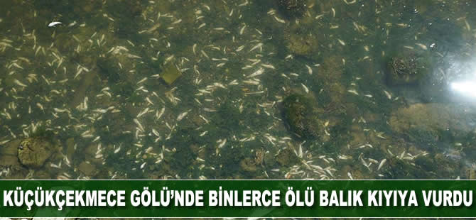 Küçükçekmece Gölü'nde binlerce ölü balık kıyıya vurdu