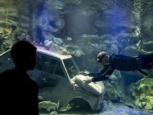 Başkentin akvaryum dalgıcının sudaki çalışması ziyaretçilerden ilgi görüyor