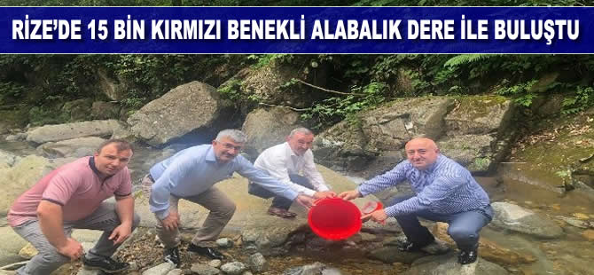 Rize’de 15 bin kırmızı benekli alabalık dere ile buluştu