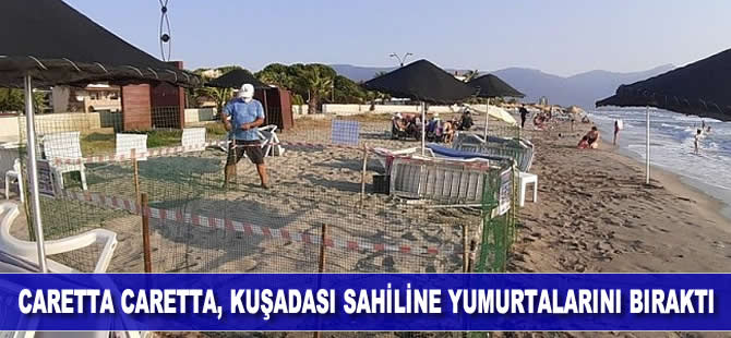 Caretta caretta, Kuşadası sahiline yumurtalarını bıraktı
