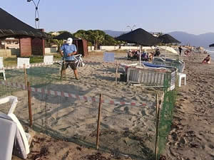 Caretta caretta, Kuşadası sahiline yumurtalarını bıraktı