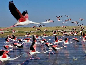 Flamingoların Türkiye'deki yaşam cenneti: Tuz Gölü
