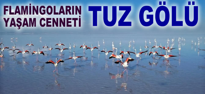 Flamingoların Türkiye'deki yaşam cenneti: Tuz Gölü