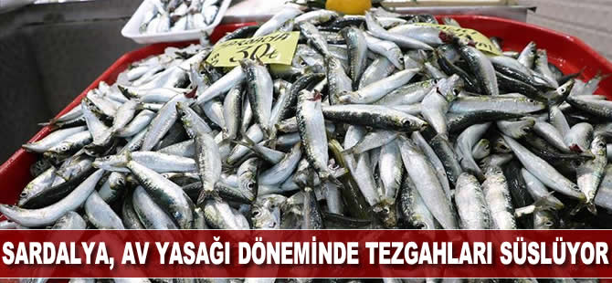 Oltayla yakalanan 'sardalya' av yasağı döneminde tezgahları süslüyor