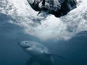 Avustralya'da sörfçü genç, köpek balığı saldırısında öldü