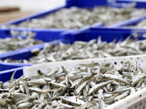 Baraj balıkları 940 milyon lira kazandırdı